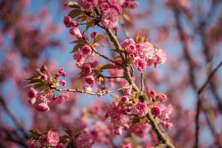 Japonske češnje nas spet razveseljujejo